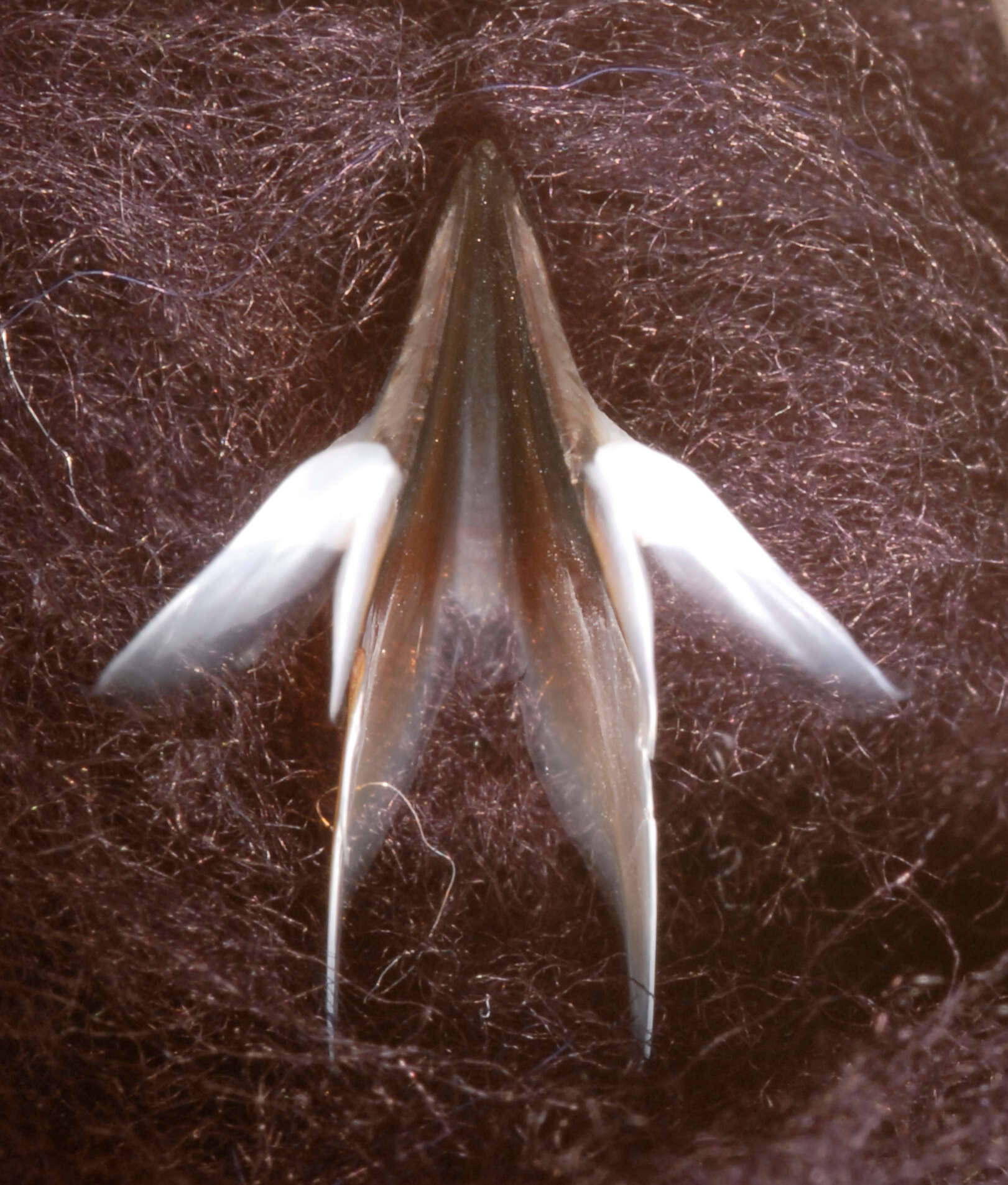 Image of Coffee bean scaled squid