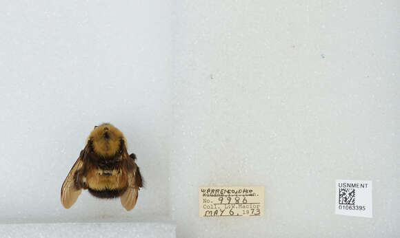 Слика од Bombus affinis Cresson 1864