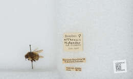 Image de Bombus sitkensis Nylander 1848