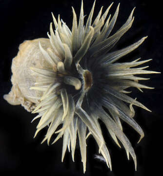 Image of Anemone