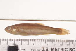 Image of Northern Pearl Dace