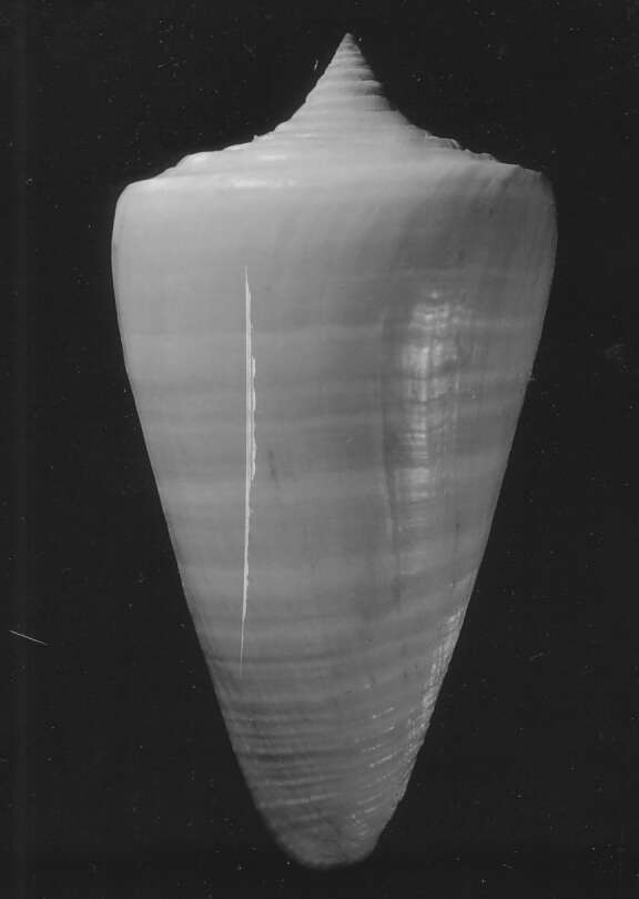 Image of Conus spurius aureofasciatus Rehder & Abbott 1951