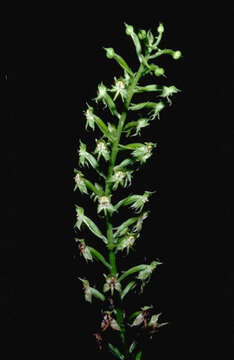 Image of Habenaria tahitensis Nadeaud