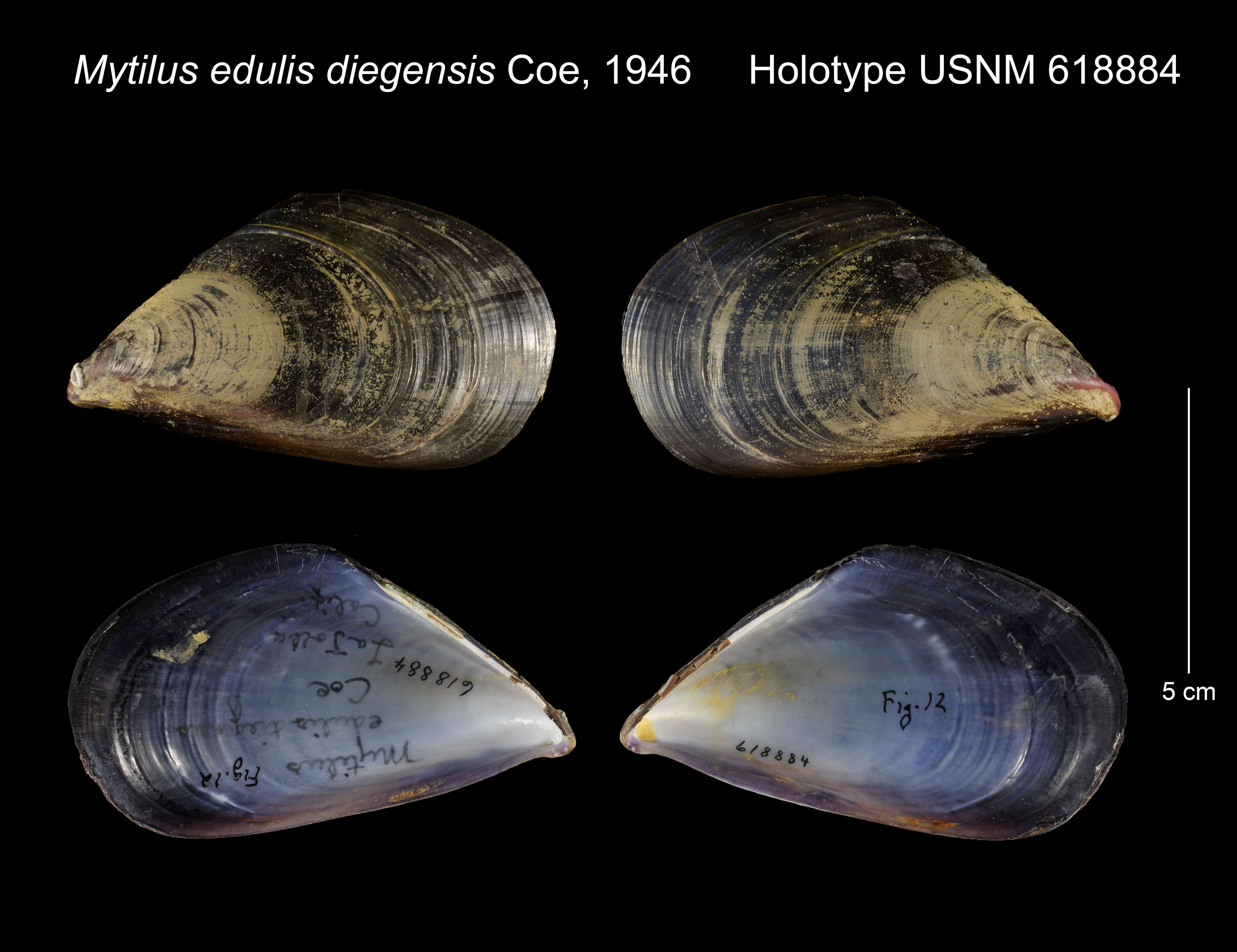 Image of Mediterranean mussel