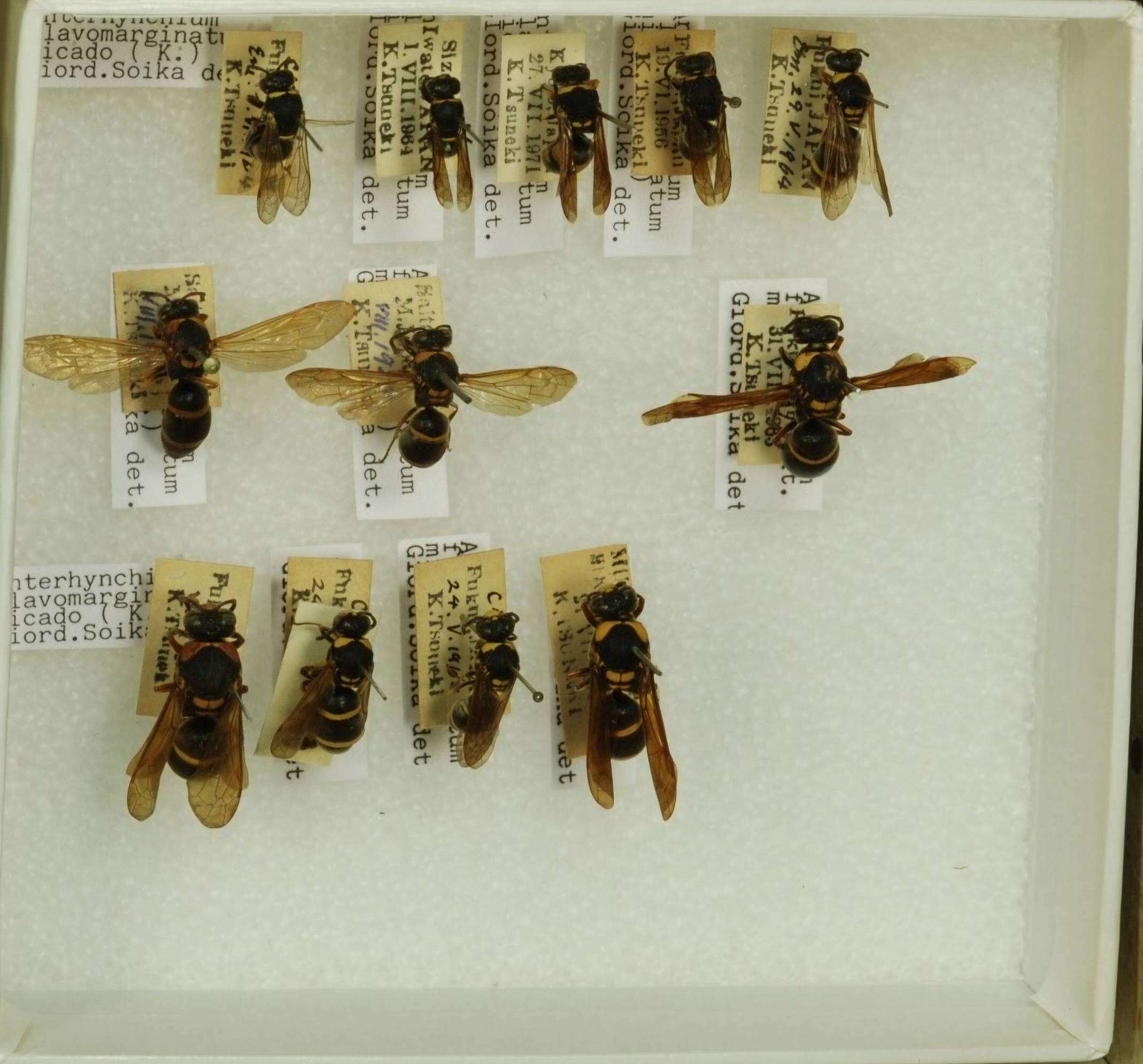 Anterhynchium flavomarginatum micado (Kirsch 1878)的圖片