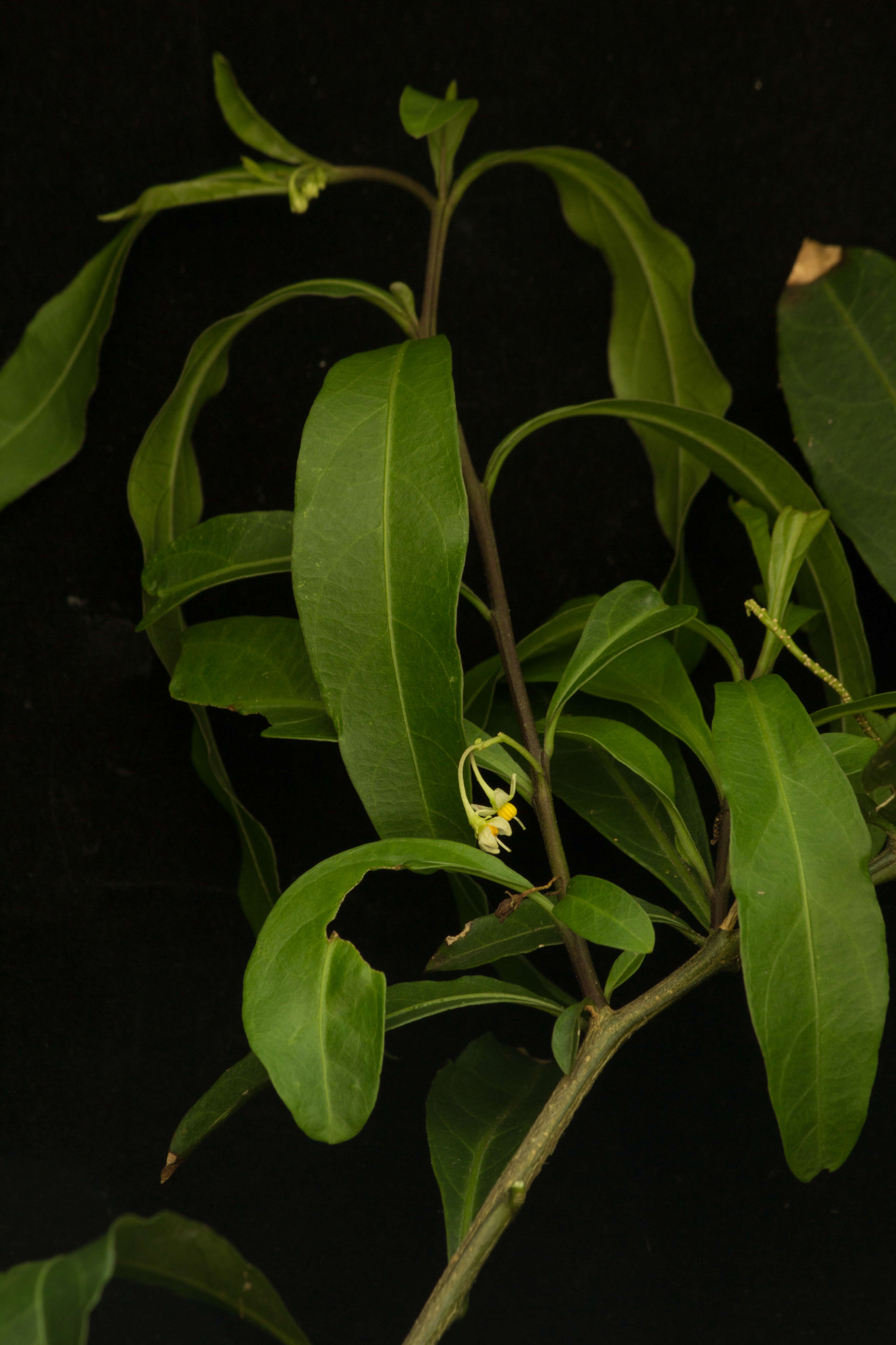 Image of twoleaf nightshade