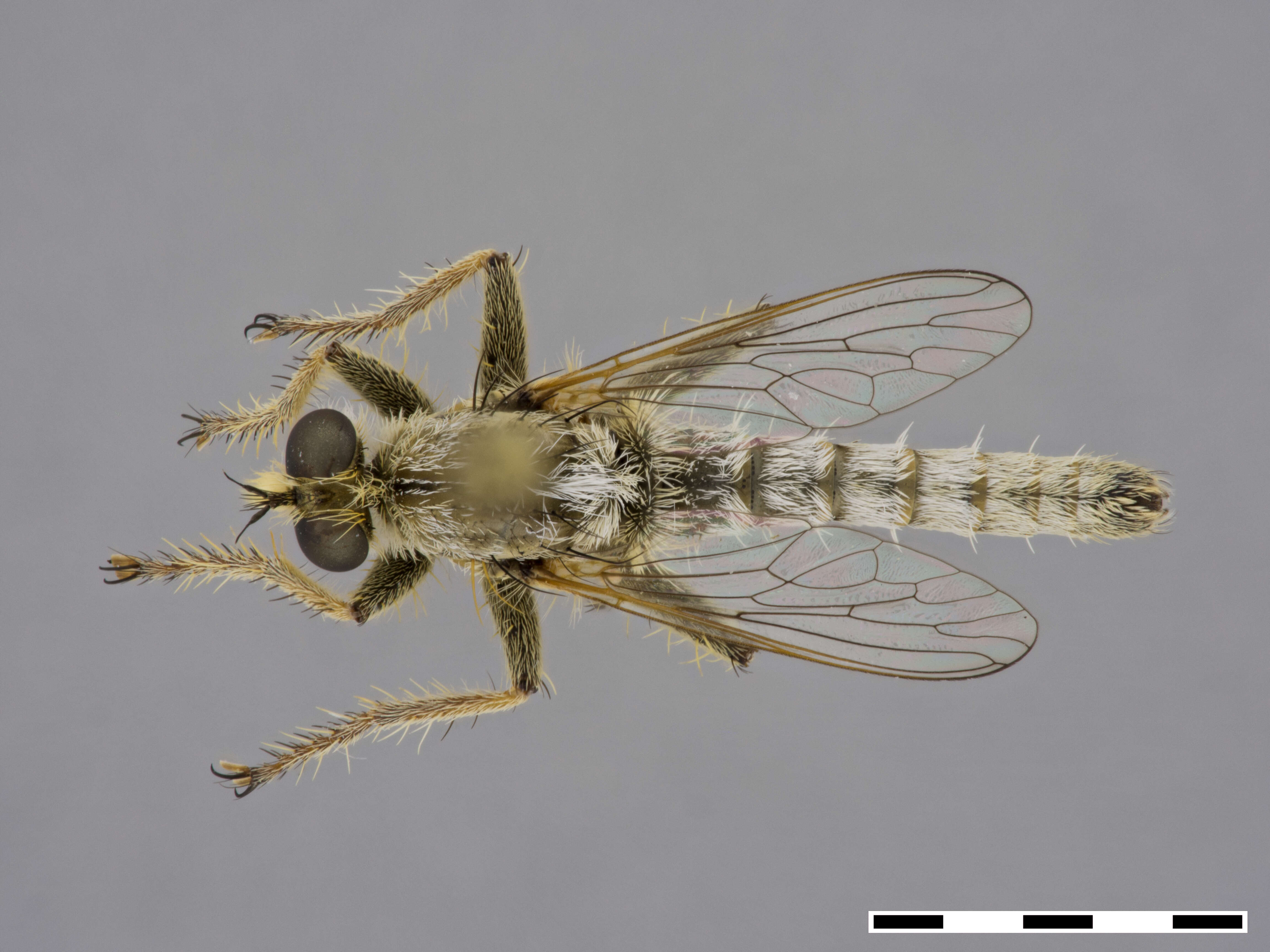 Image of Neolophonotus molitor (Wiedemann 1828)