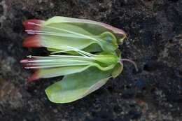 Kalanchoe pinnata (Lam.) Pers. resmi