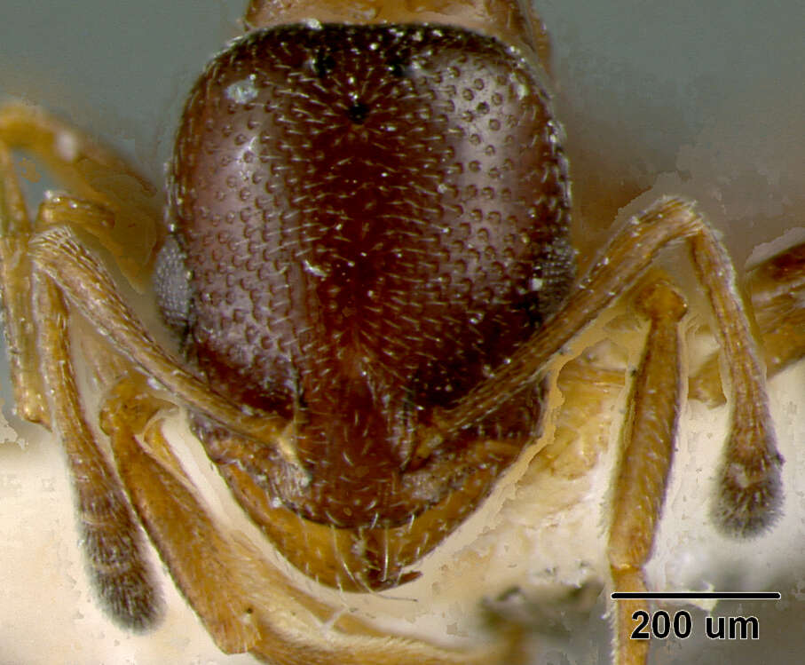 Image de Cardiocondyla batesii Forel 1894