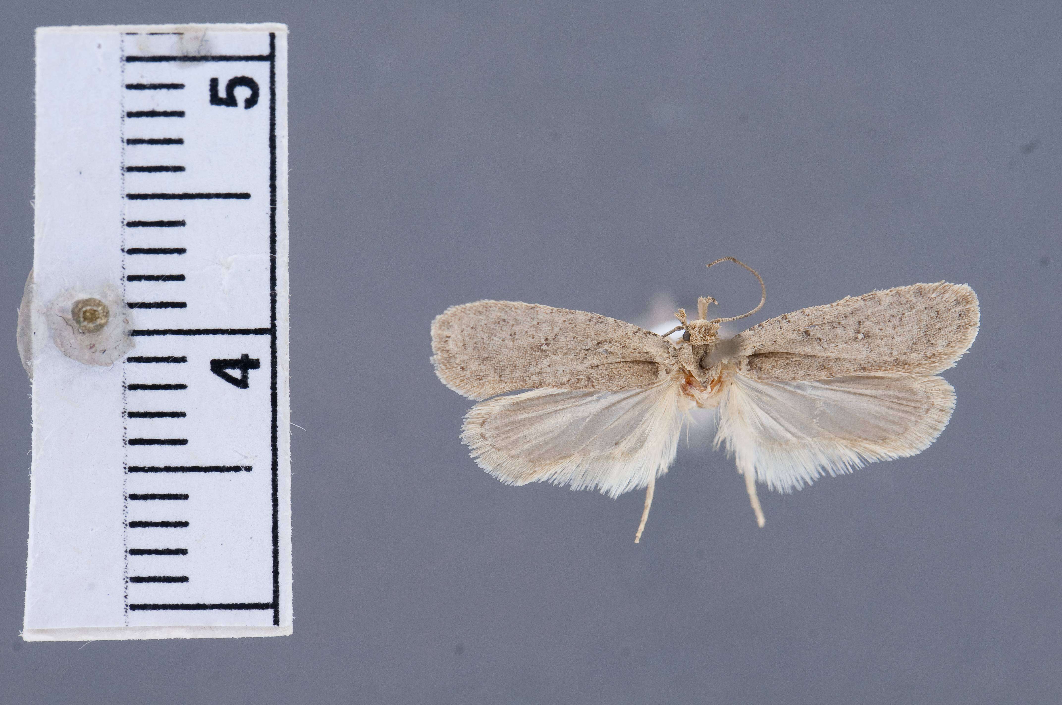 Image of Agonopterix cajonensis Clarke 1941