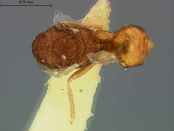 Elachertus harrisinae (Ashmead 1887) resmi