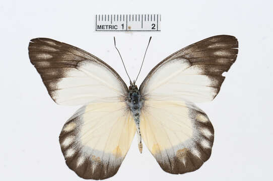 Image of Delias themis (Hewitson 1861)