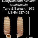 Imagem de Gongylostoma hilleiana crassiuscula C. Torre & Bartsch 1972