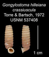 Image of Gongylostoma hilleiana crassiuscula C. Torre & Bartsch 1972