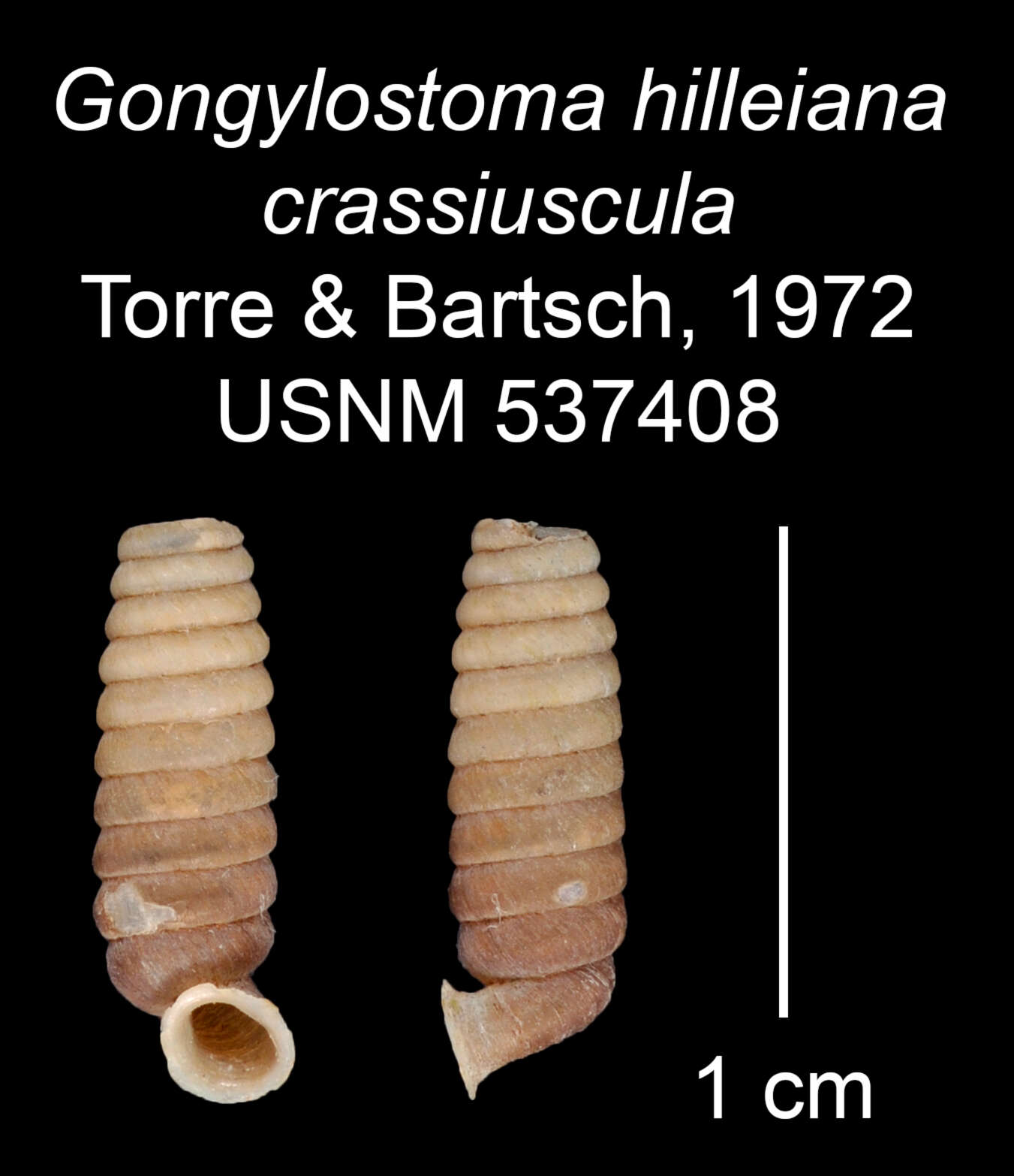 Imagem de Gongylostoma hilleiana crassiuscula C. Torre & Bartsch 1972