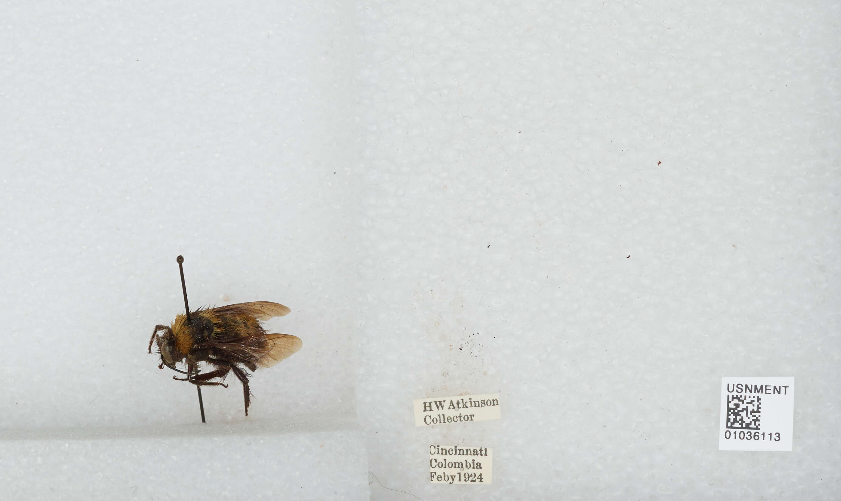 Image of Bombus robustus Smith 1854