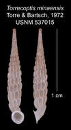 Image of Torrecoptis minaensis C. de la Torre & Bartsch 1972