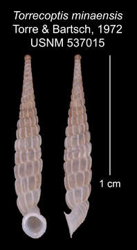 Imagem de Torrecoptis minaensis C. de la Torre & Bartsch 1972