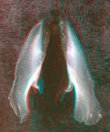 Image of Coffee bean scaled squid