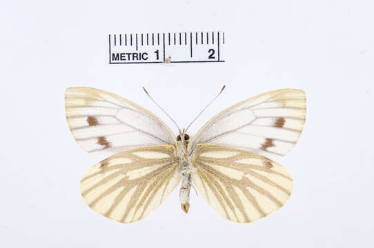 Imagem de <i>Pieris segonzaci</i>