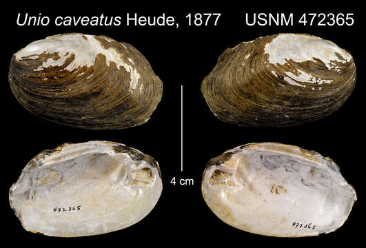 Image of Lamprotula leaii (Gray ex Griffith & Pidgeon 1833)