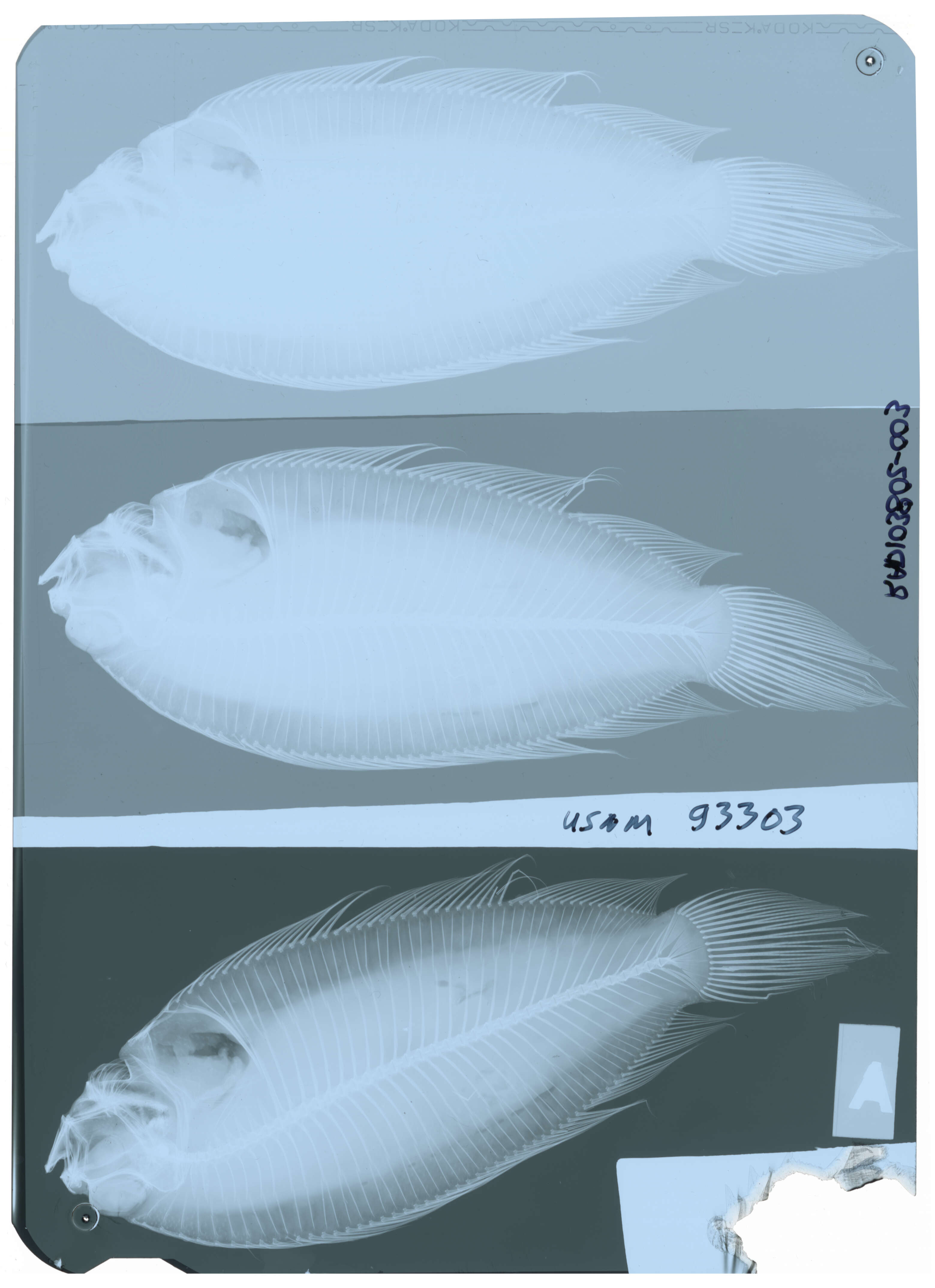 Poecilopsetta inermis (Breder 1927) resmi