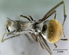 Image of <i>Polyrhachis militaris</i> var. <i>dido</i> Wheeler