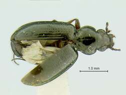 Image of Bembidion (Metallina) dyschirinum Le Conte 1861