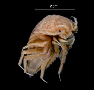 Image of Giant Antarctic isopod