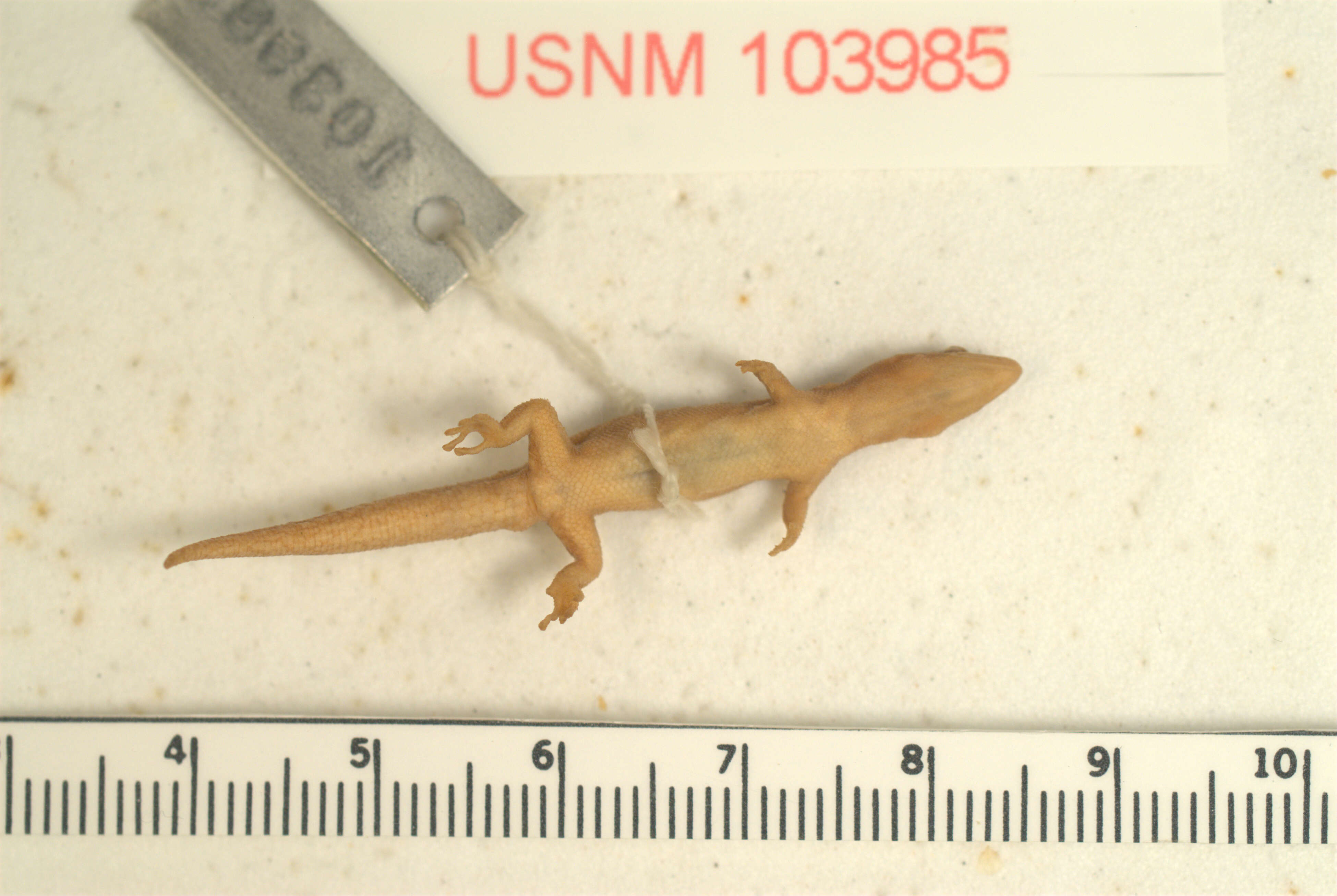 Image of Saba Least Gecko