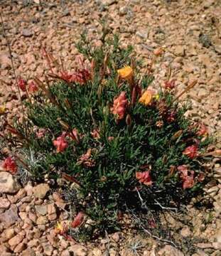 Oenothera lavandulifolia Torr. & Gray的圖片