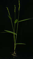 Image of Brown-Top Liverseed Grass