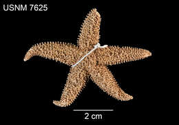 Image of Arctic star