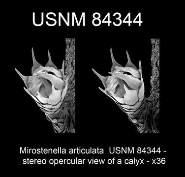 Imagem de Mirostenella articulata Bayer 1988