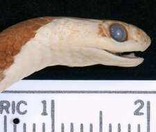 Image of Blanford's Bridal Snake