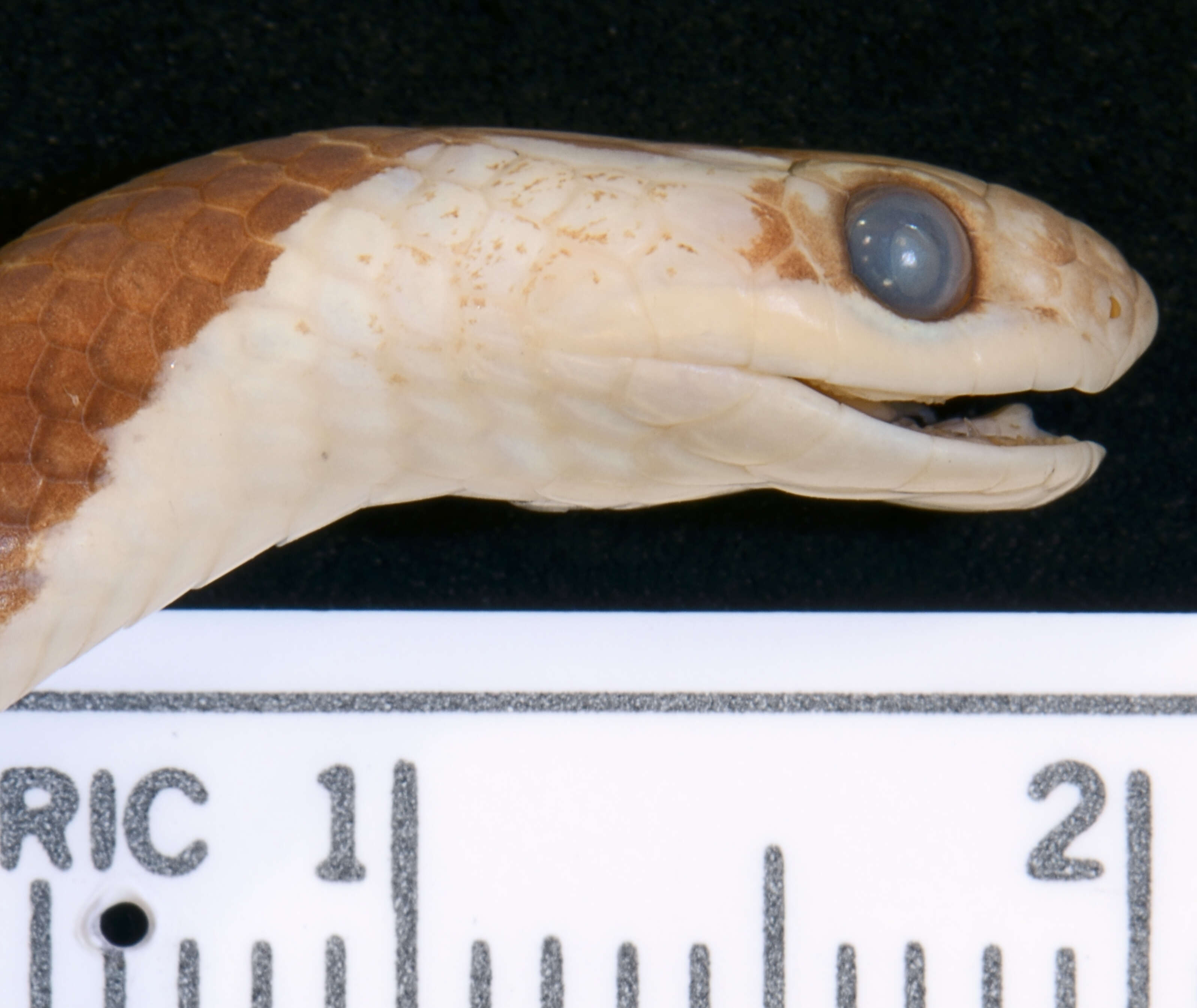 Image of Blanford's Bridal Snake