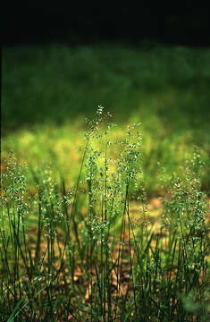 Plancia ëd Poa pratensis L.