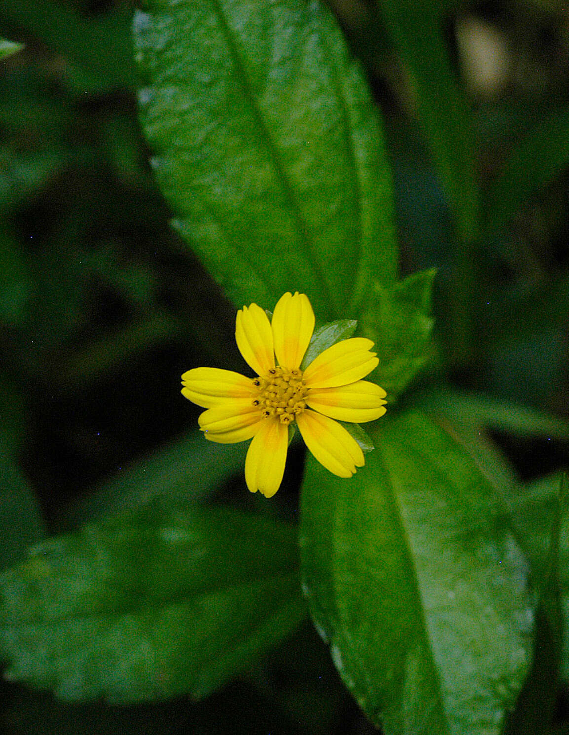 Image of Bay Biscayne creeping-oxeye