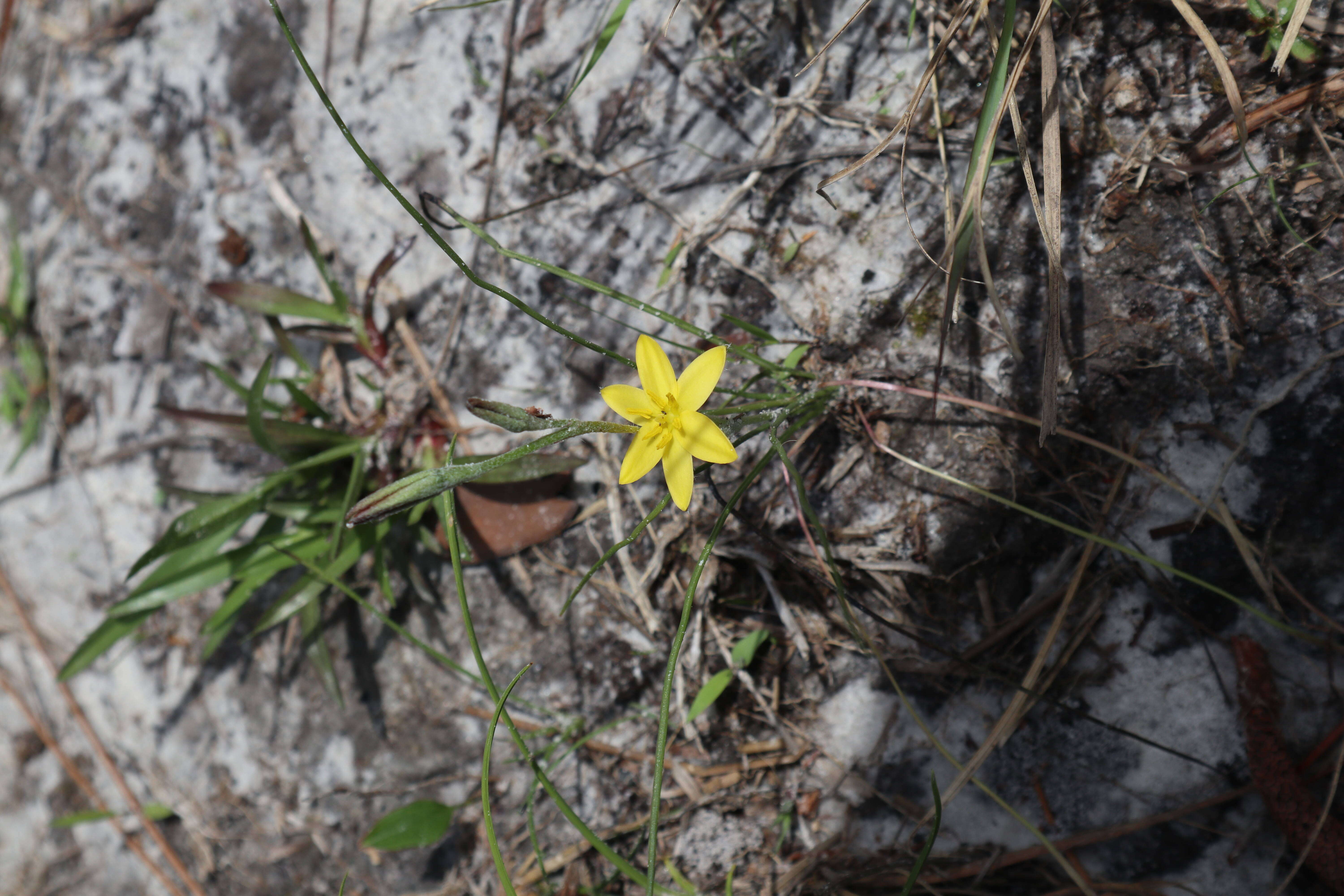 Image of fringed yellow star-grass