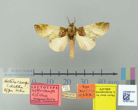 Image of Heterocampa Doubleday 1841