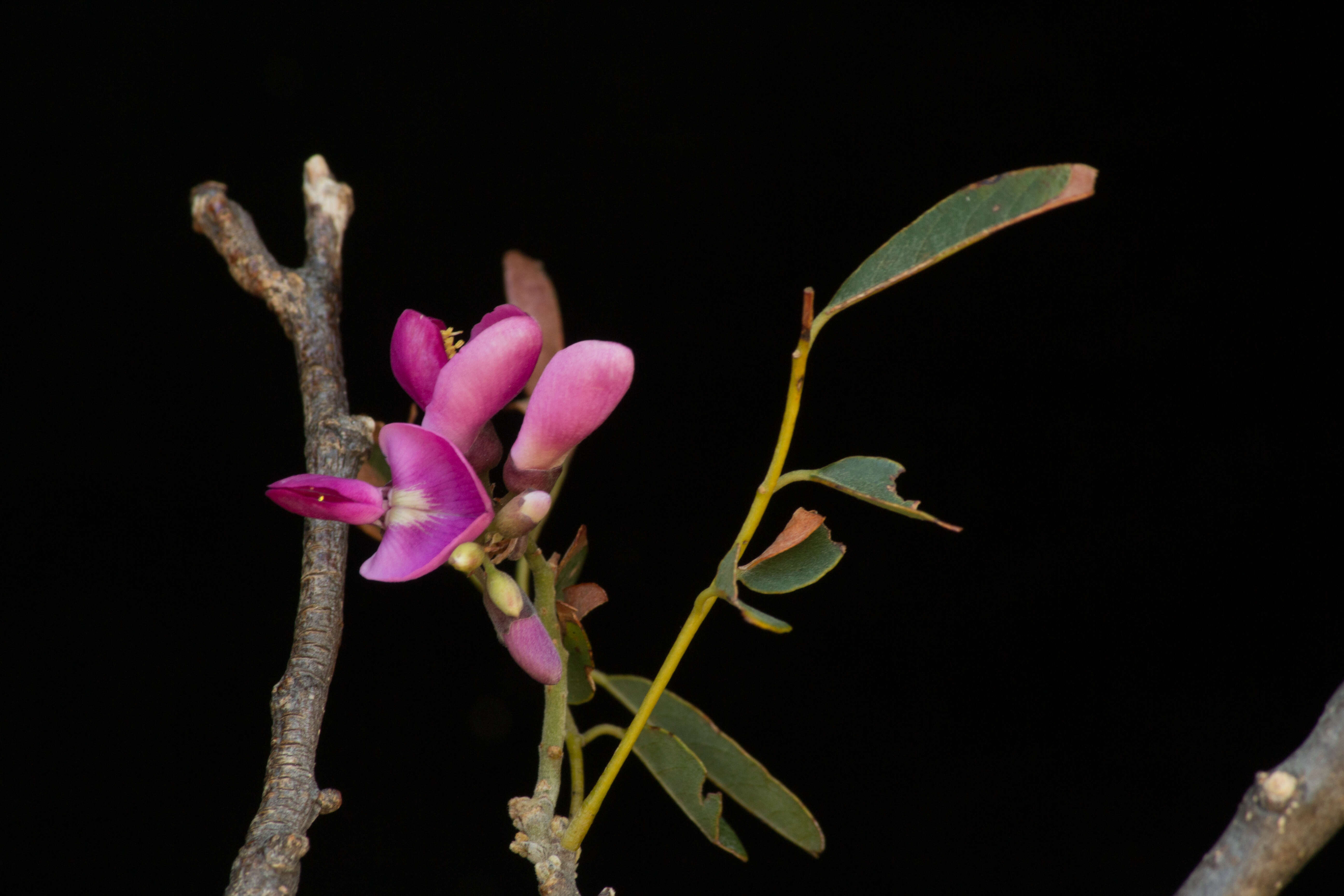 Image of Lonchocarpus emarginatus Pittier