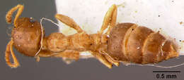 Слика од Crematogaster borneensis novem Forel 1911