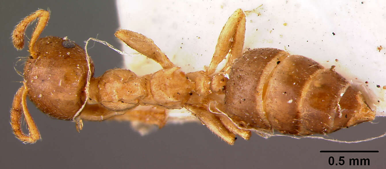 Слика од Crematogaster borneensis novem Forel 1911