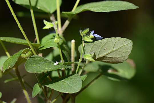 Image of Salvia L.