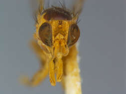 Image of Agromyza commelinae Frost