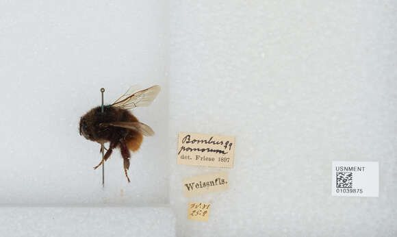 Image of Bombus pomorum (Panzer 1805)