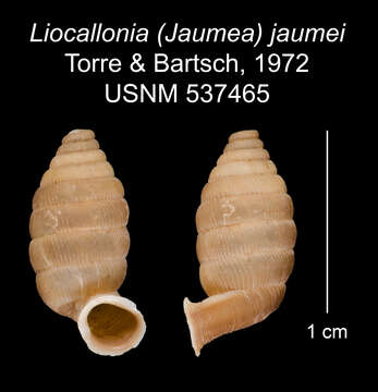 Plancia ëd Liocallonia jaumei C. Torre & Bartsch 1972