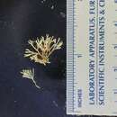 Image of <i>Crisularia cucullifera</i> (Osburn 1912)