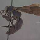 صورة Psorthaspis guatemalae Bradley 1944