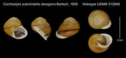 Image of Cochlostyla submirabilis daragana Bartsch